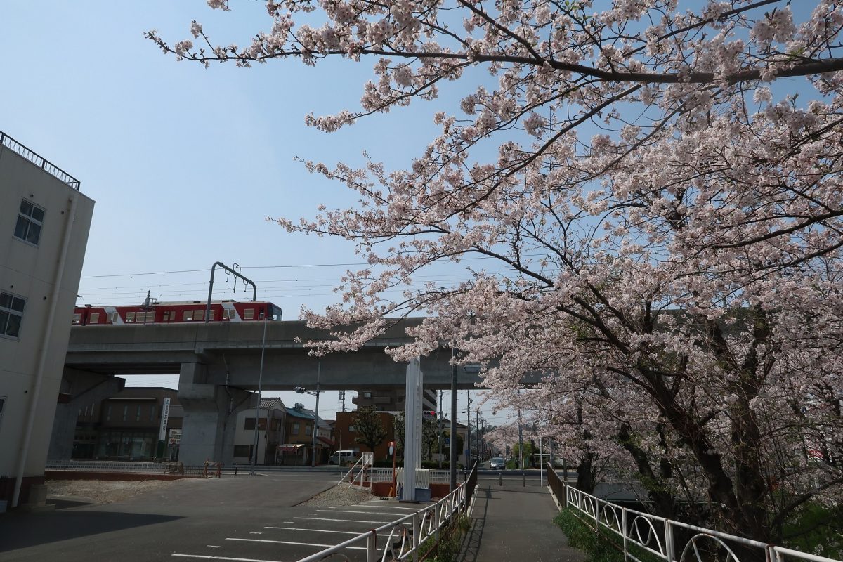 浜松市の桜の様子